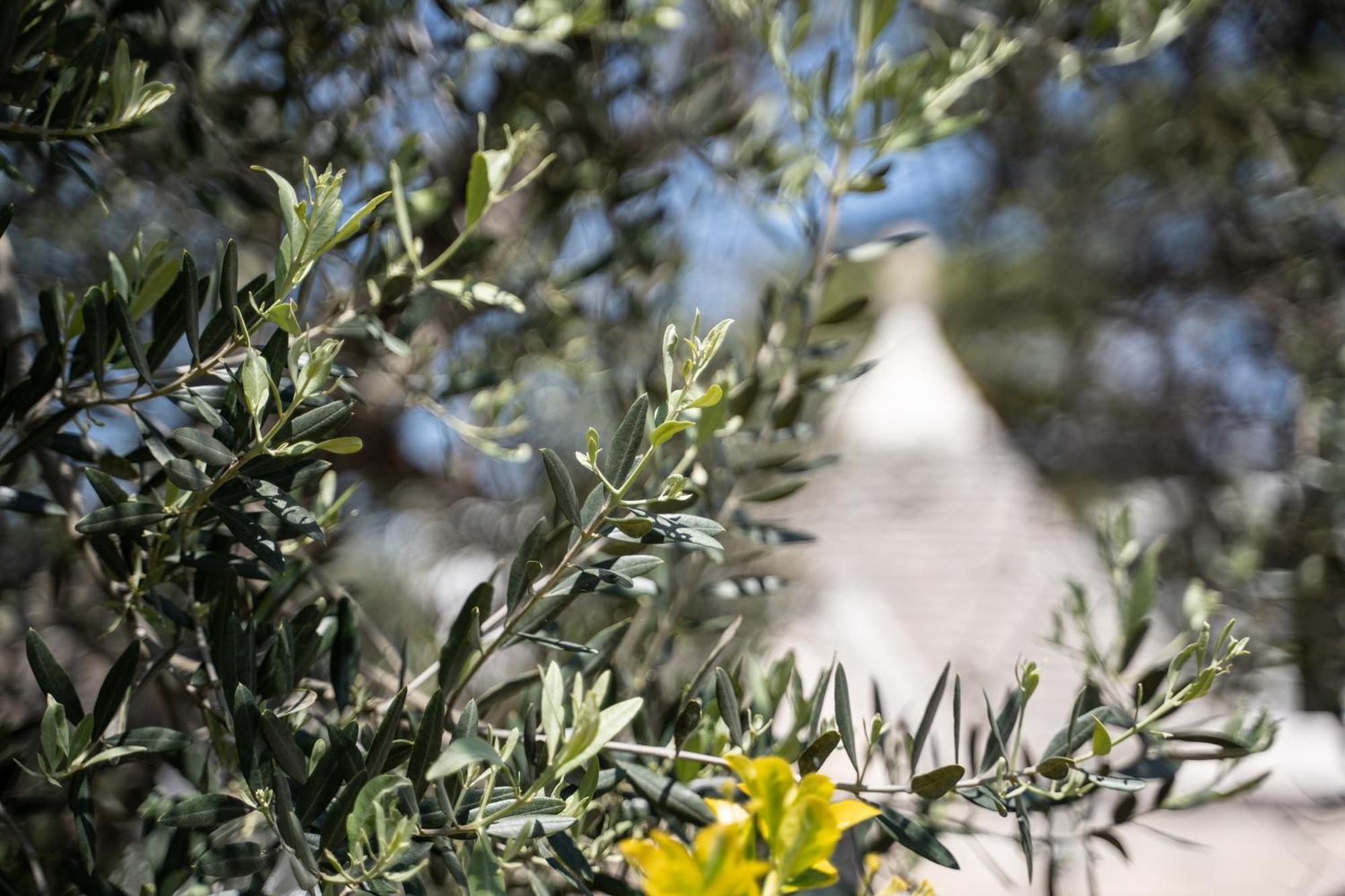Trullo Leone Villa Martina Franca Exterior photo